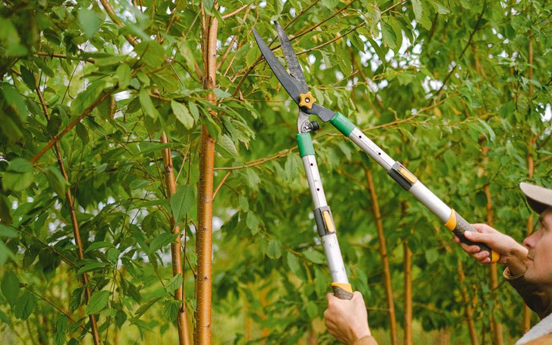 Tree trimming in Moodus, CT