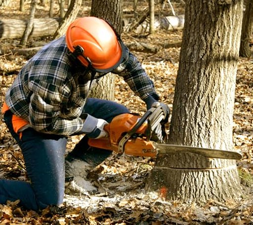 Tree Removal in Moodus, CT
